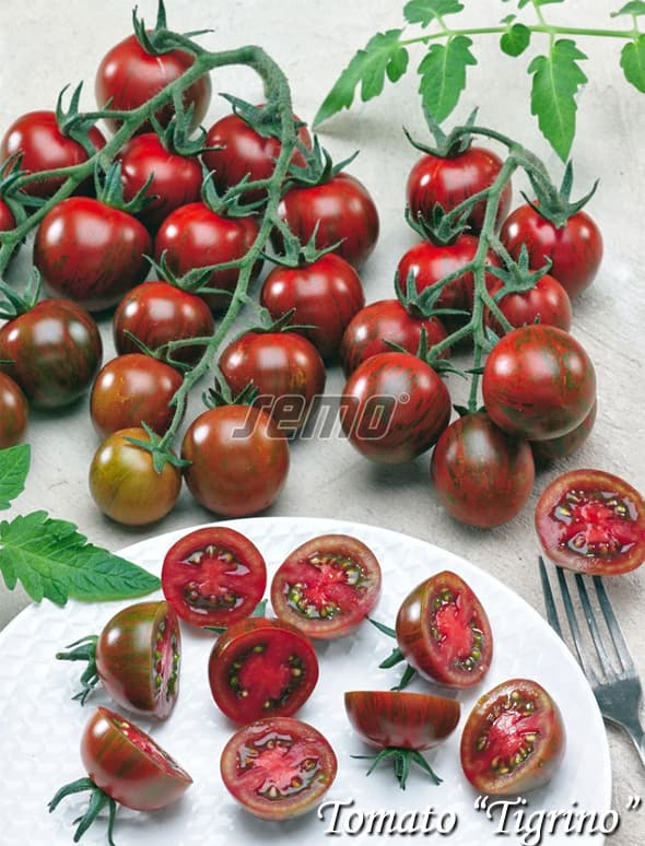Tomato Tigrino