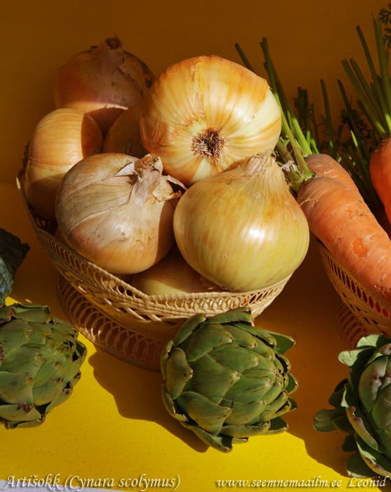 Artišokk Cynara scolymus