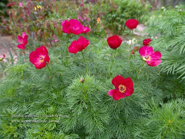 Paeonia tenuifolia