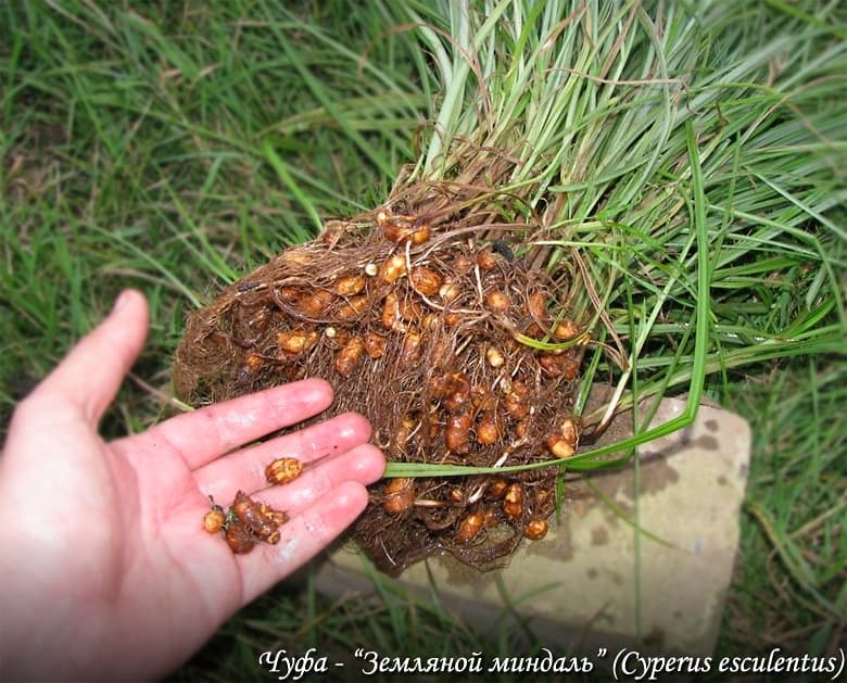 Chufa sedge nut grass