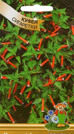 Куфея Геля сигаретница: семена