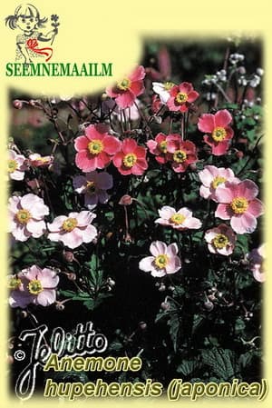 Japanese Anemone Rose Beauty : seeds