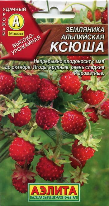 Земляника альпийская Ксюша