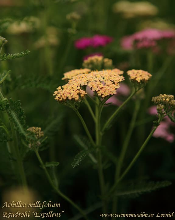 Achillea millefolium Excellent Raudrohi harilik