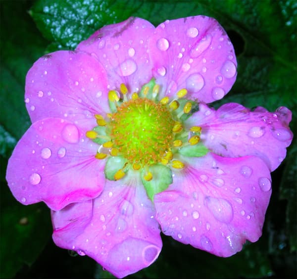 Aedmaasikas suureviljaline remontantne Florian