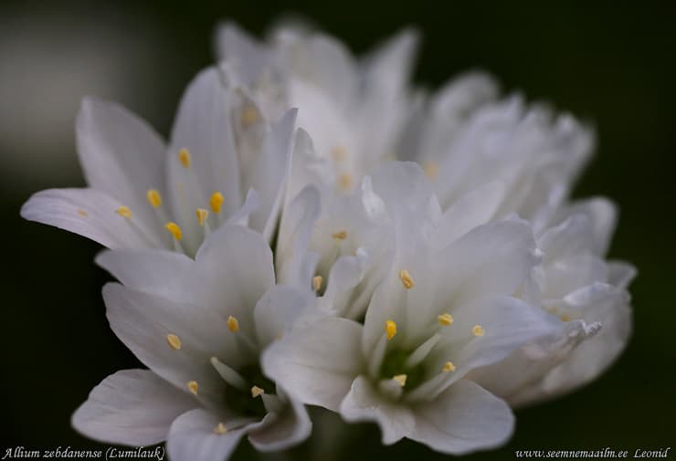 Allium zebdanense Lumilauk