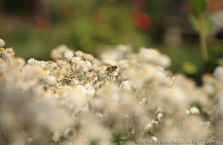 Anaphalis margaritacea, Pärl-hõbeleht