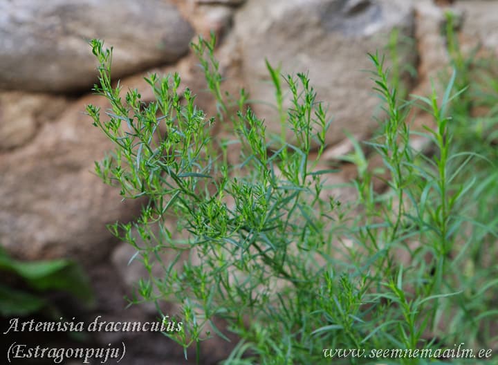 Artemisia dracunculus Estragonpuju
