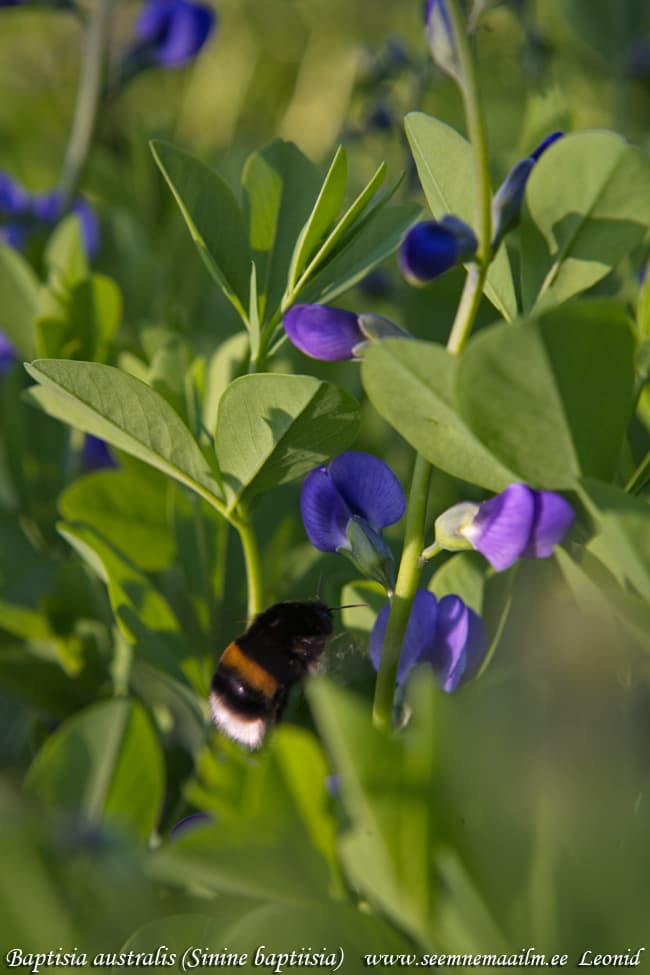 Baptisia australis Sinine baptiisia Sophora australis