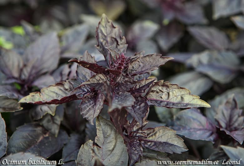 Vürtsbasiilik Karamell Sweet Basil Caramel Basilika Базилик Ocimum americanum