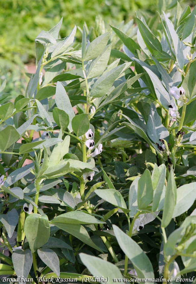 Broad beans Black Russian Põlduba Härkäpapu Bondböna Vicia faba L. var. major Бобы Русские Чёрные