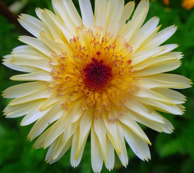Calendula cablouna Apricot Saialill aprikoosi