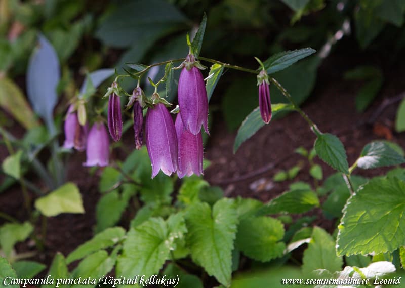 Campanula punctata Täpitud kellukas