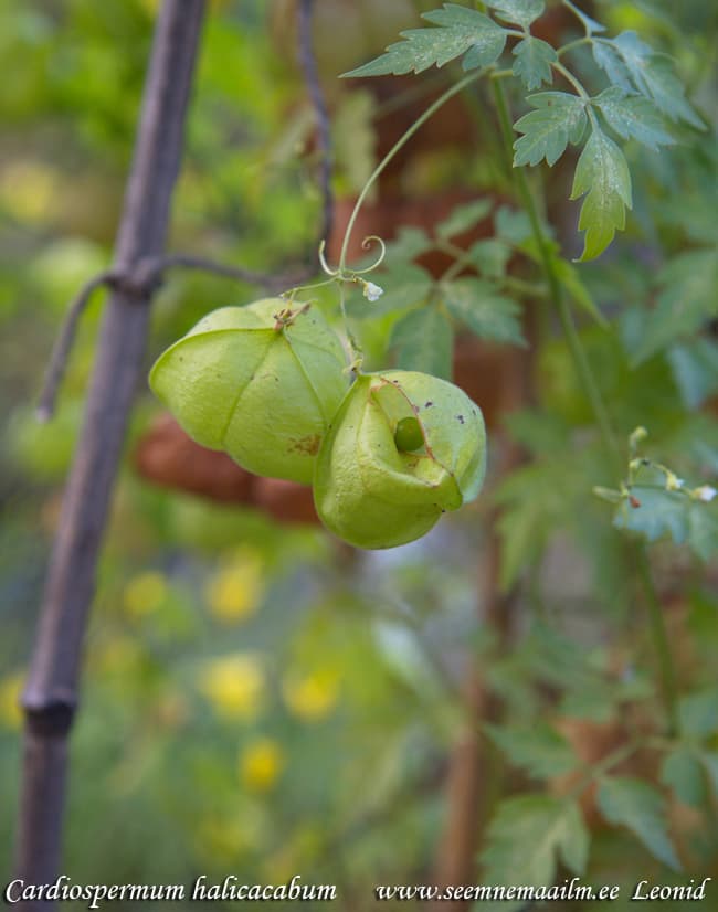Cardiospermum halicacabum Põis-südaseemnik Balloon vine, heart seed, heart-pea, love in a puff, wintercherry Rakkoköynnös