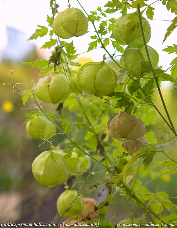 Cardiospermum halicacabum Põis-südaseemnik Balloon vine, heart seed, heart-pea, love in a puff, wintercherry Rakkoköynnös