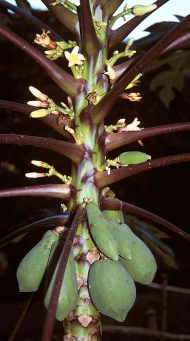 Carica papaya