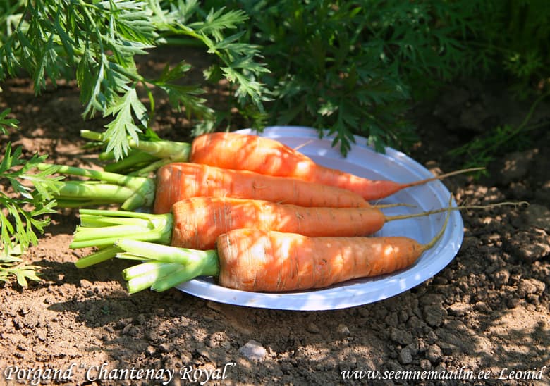 Carrot Chantenay Royal Porgand Морковь Шантене Роял