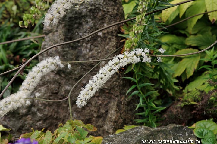 Cimicifuga racemosa Lursslill