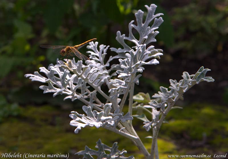 Cineraria maritima Hõbeleht Viltleht Цинерария Алмазная Пудра Sea ragwort, silver ragwort, annual dusty miller, silver dust Silverek Hopeavillakko Senecio bicolor