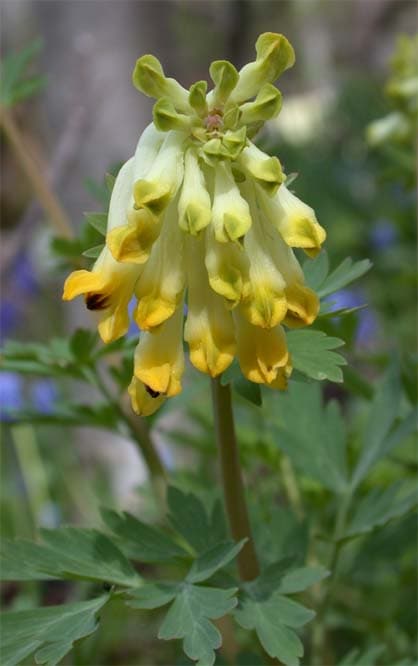 Corydalis nobilis