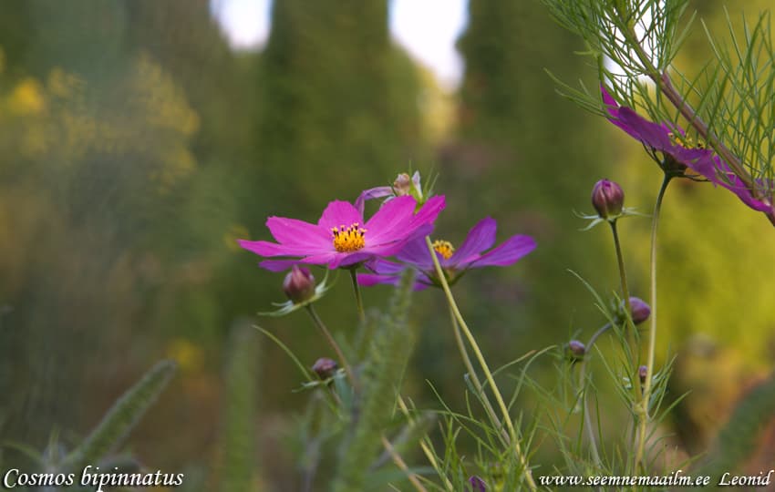 Tall cosmos dwarf, cosmea, garden cosmos Punakosmos, Punakosmoskukka Rosenskära Cosmea bipinnata