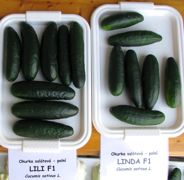 Cucumber Linda F1