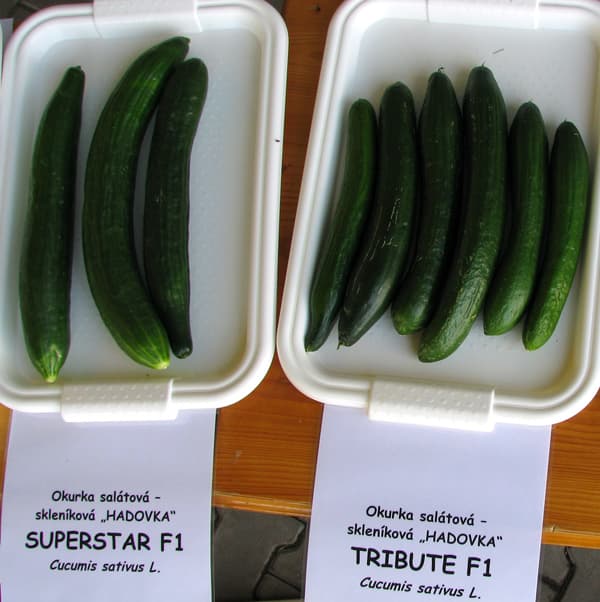 Cucumber Superstar F1