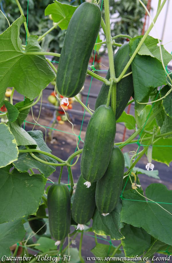 Cucumber Tolstoj F1 Kurk