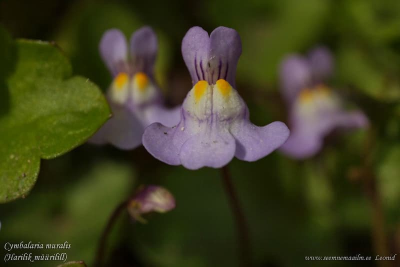Cymbalaria muralis Müürilill harilik