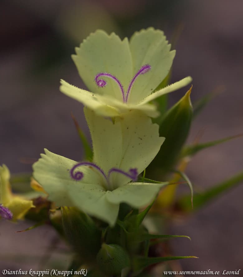 Dianthus knappii Knappi nelk