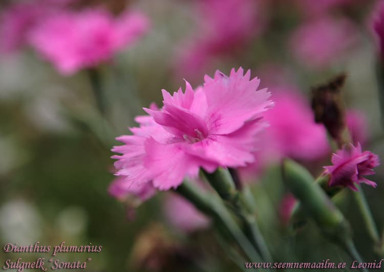 Grass Pink Double Mix Seeds