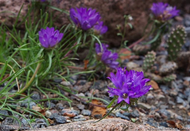 Edraianthus tenuifolius, Ahtalehine kimpkellukas, Wahlenbergia tenuifolius