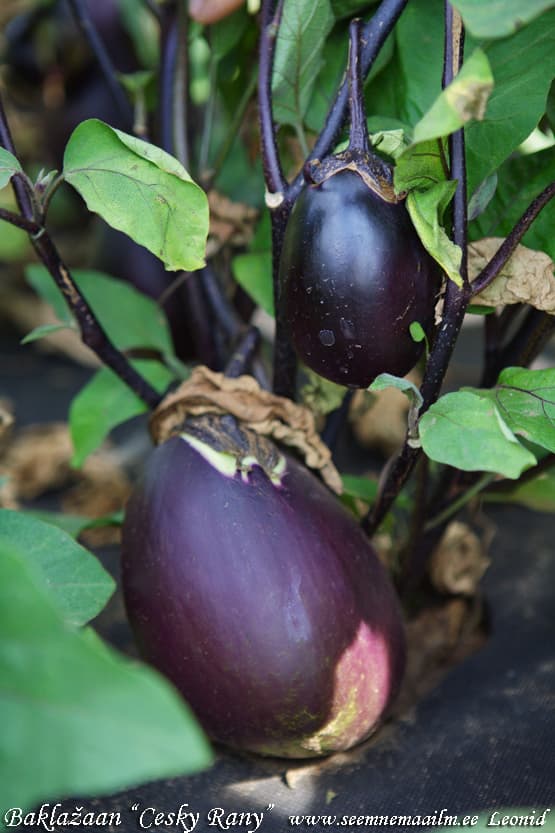 Eggplant Cesky Rany Baklaþaan