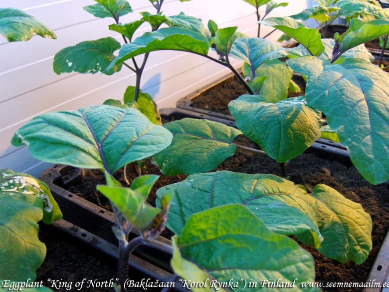 Eggplant King of North Baklaþaan Korol Rynka Баклажан Король Рынка