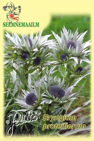 Prooteaõieline ogaputk, Eryngium proteiflorum