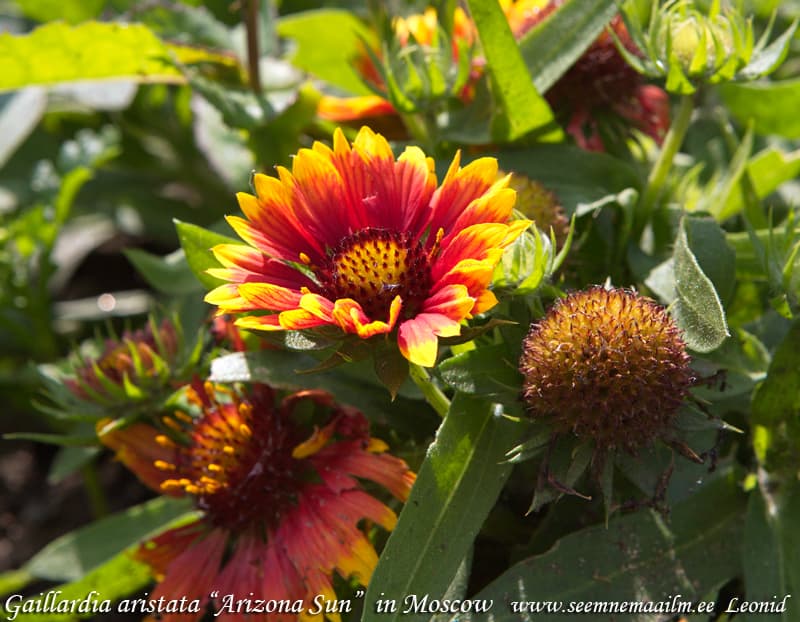 Ohtene mõrsjalill Arizona Sun Gaillardia aristata Blanket flower common gaillardia Syyssädekukka Kokardblomster Gaillardia grandiflora