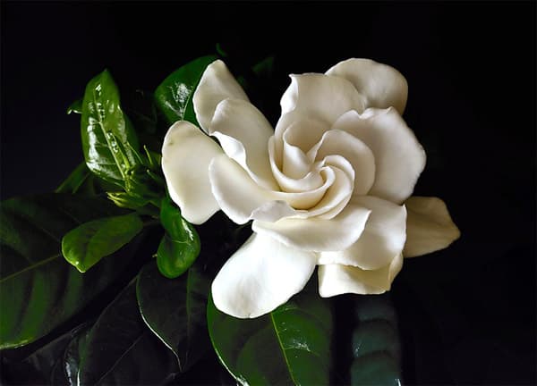 Gardenia jasminoides
