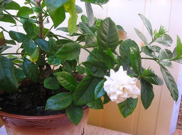 Gardenia jasminoides