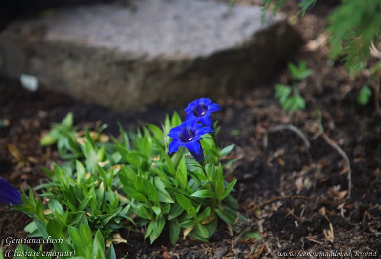 Gentiana clusii