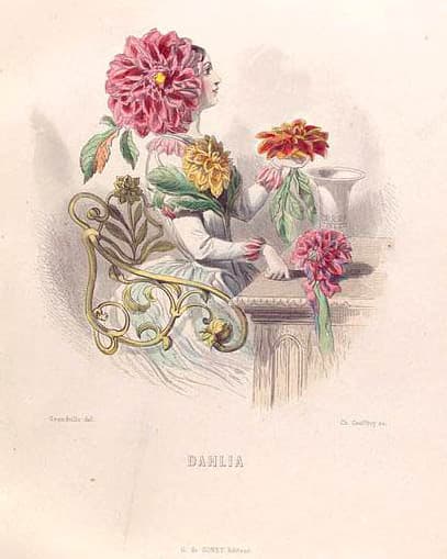 Dahlia Daalia Jorjen