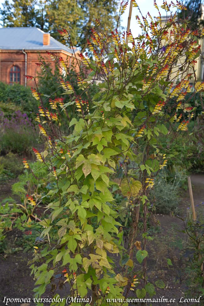 Ipomoea versicolor Hõlmine lehtertapp Miinanköynnös, vaulo Spanska Flaggan Ipomoea lobata  Convolvulus mina, Ipomoea mina, Ipomoea versicolor Meisn., Mina cordata Micheli, Quamoclit lobata, Quamoclit mina , Quamoclit pallescens