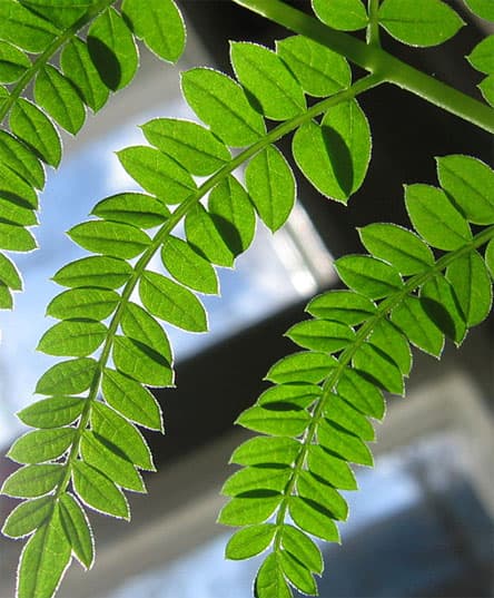 Jacaranda mimosifolia