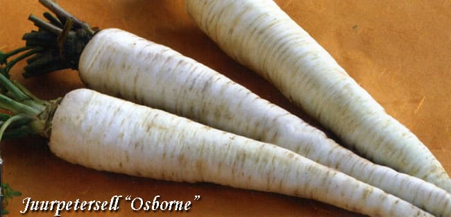 Juurpetersell Osborne Petroselinum crispum convar. radicosum