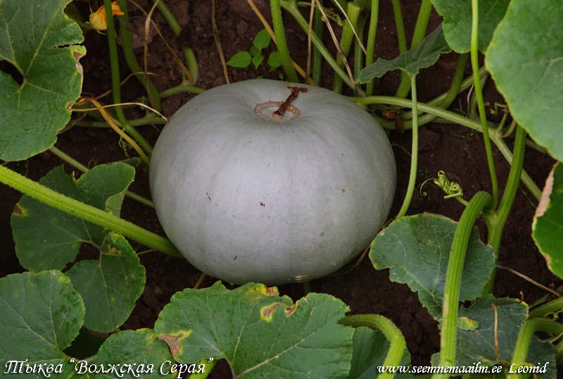 Тыква Волжская Серая Pumpkin Volga Grey