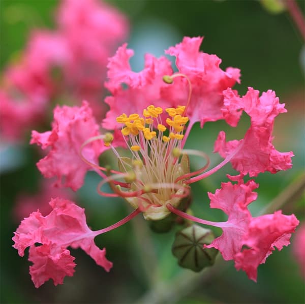 Lagerstroemia indica Hiina lagerströömia Lagerstroemia chinensis