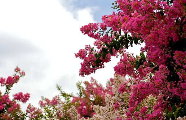 Lagerstroemia indica Lagerstroemia chinensis Hiina lagerströömia