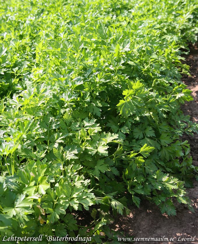 Lehtpetersell 'Buterbrodnaja' Petroselinum crispum Петрушка листовая Бутербродная Parsley Sandwich LEHTIPERSILJA Bladpersilja