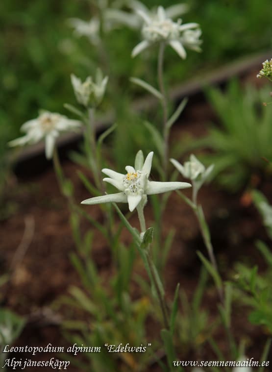 Leontopodium alpinum Edelweis, Alpi jänesekäpp Edelveiss