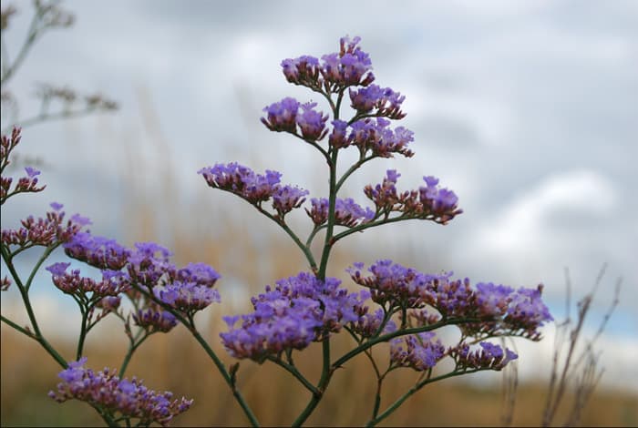 Siberian Statice: seeds