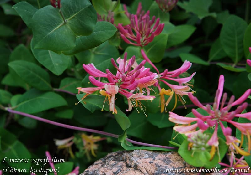 Lonicera caprifolium, Lõhnav kuslapuu
